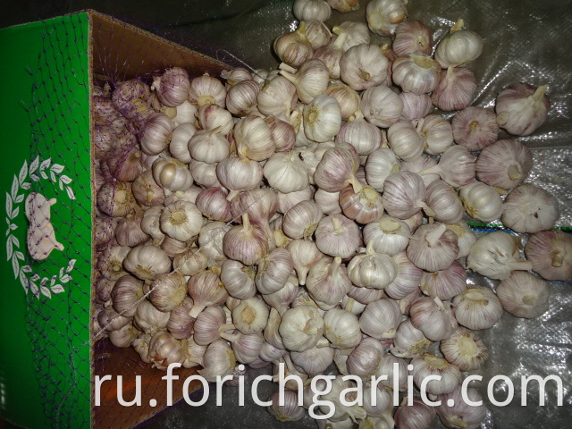 Fresh Of Normal White Garlic 2019